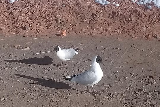 Tatio Geysers — photograph 3