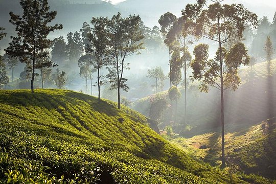 Ceylon Tea Tour (5 Days) — foto 2