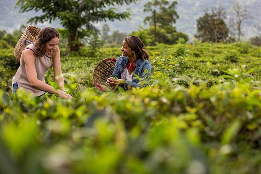 Ceylon Tea Tour (5 Days) — foto 3