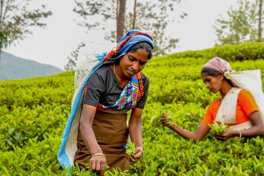 Ceylon Tea Tour (5 Days) — foto 4