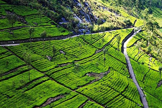 Discover Kandy by Helicopter From Hatton — billede 5