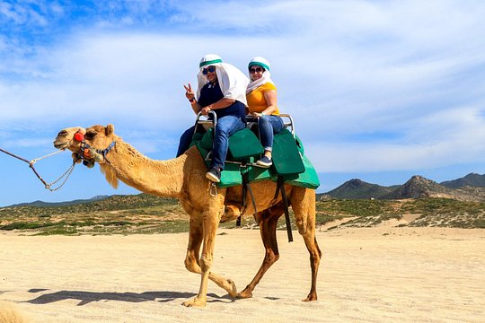 Cabo Camel Ride Experience — bilde 4