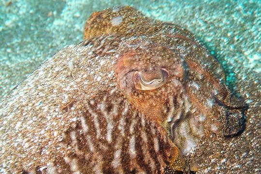 SSI basic diver In Tenerife - 2 Dives — billede 2