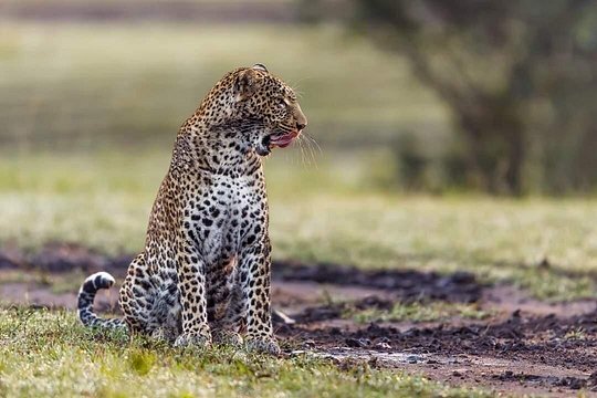 4 Days Mid Range Group Safari — photograph 5