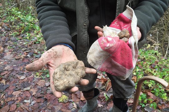 Truffle hunt and Barolo wine tasting — photograph 4
