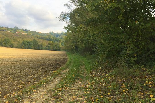 Truffle hunt and Barolo wine tasting — photograph 3