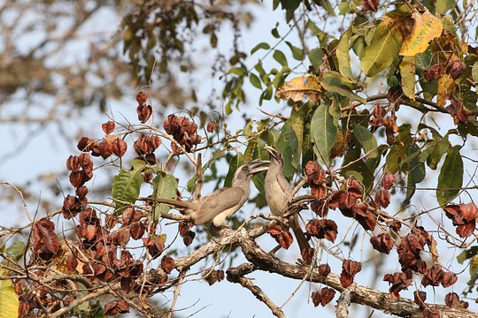 Dandeli Bird Photography Tour — billede 5