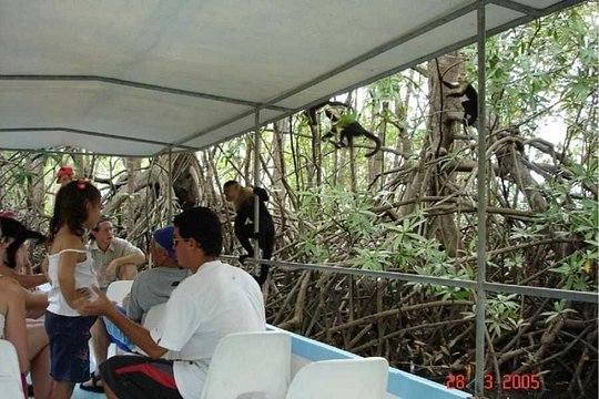 Monkey Mangrove tour — foto 2