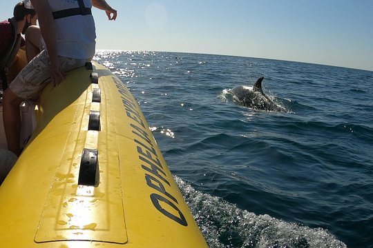 Dolphin Discovery — photograph 2