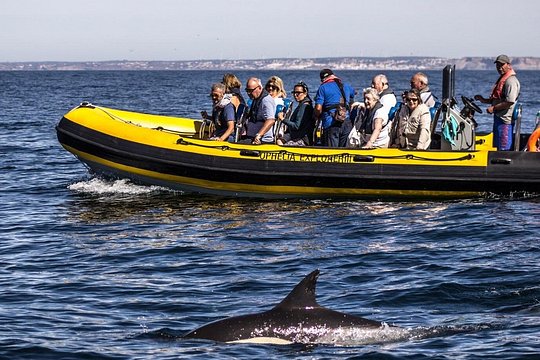 Dolphin Discovery — photograph 5