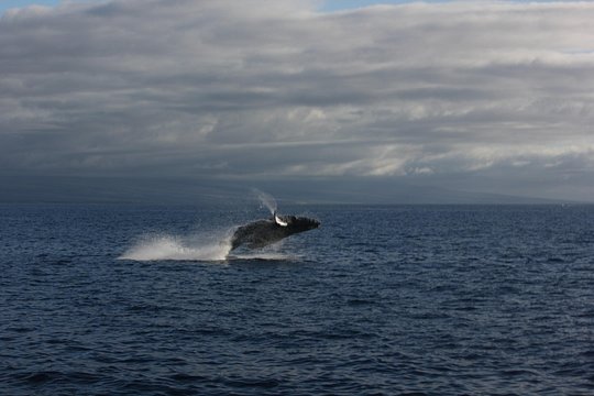 Big Island: Sunset Whale Watching Shared Activity — photograph 2