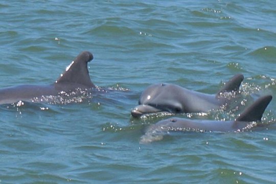 Vanishing Mile Isle Beachcomber Tour — billede 5