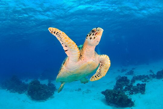 Discover scuba diving in Búzios — photograph 2