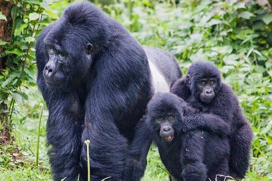 3 Day Mgahinga Mountain Gorilla Trek. — photograph 2