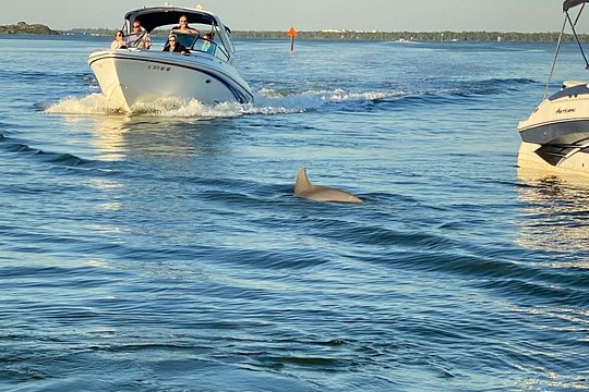 Private ONLY Dolphin Boat Tours — photograph 3