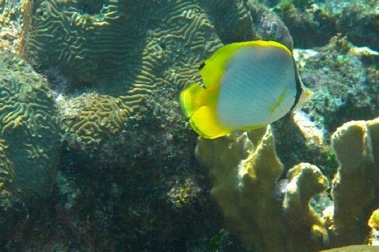 Roatan Snorkeling Tour — photograph 5