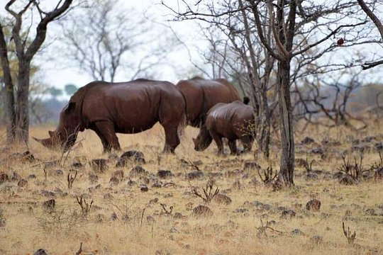 Game Drive and Rhino Walk — photograph 2