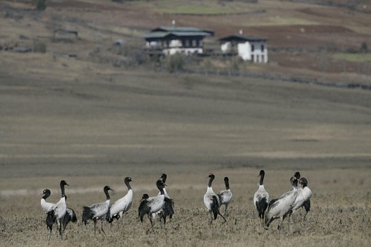 12 Days Bhutan In-depth Tour — photograph 2