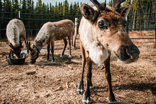 Walking with Reindeer Experience — photograph 3