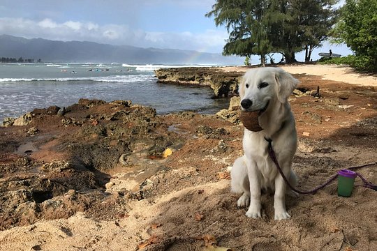 Group Surf Lessons for beginners on the North Shore of Oahu — photograph 5