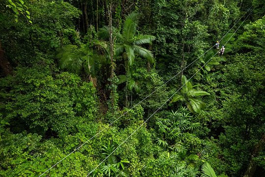 Cape Tribulation & Ziplining: Ultimate Daintree — 사진 5
