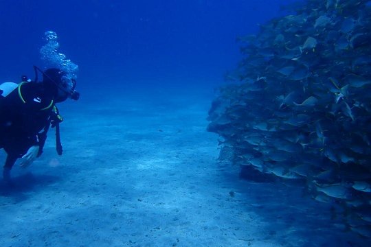 Discover Scuba Diving . First Experience underwater — photograph 2