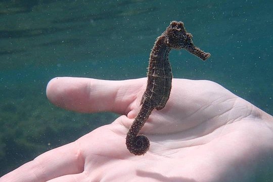 Swim With Turtles — Foto 2