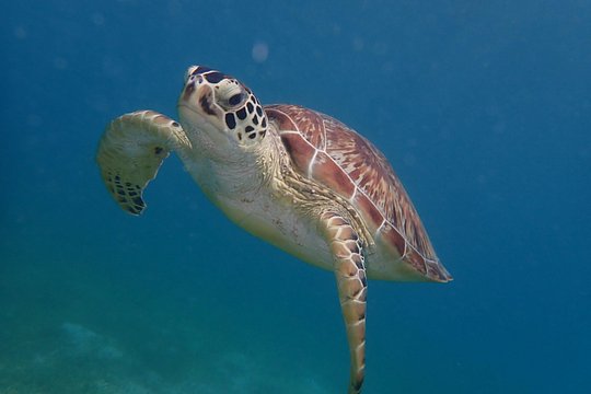 Swim With Turtles — Foto 3