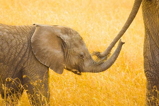 Masai Mara Game Drive — photograph 2