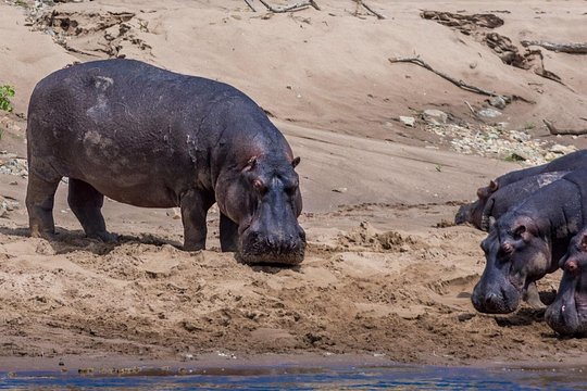 Masai Mara Game Drive — photograph 3