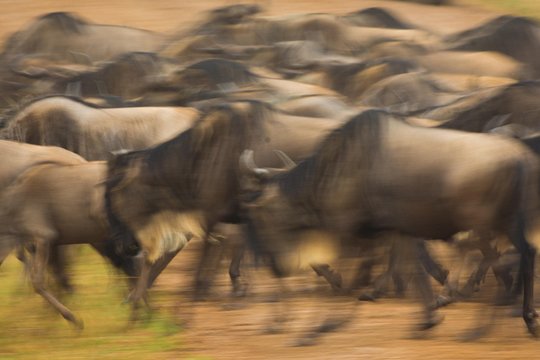Masai Mara Game Drive — photograph 5