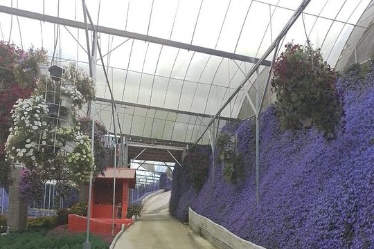Cameron Highlands Multi Days Tour — photograph 2