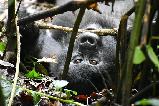 10 Days Uganda Safari with Gorillas — photograph 2