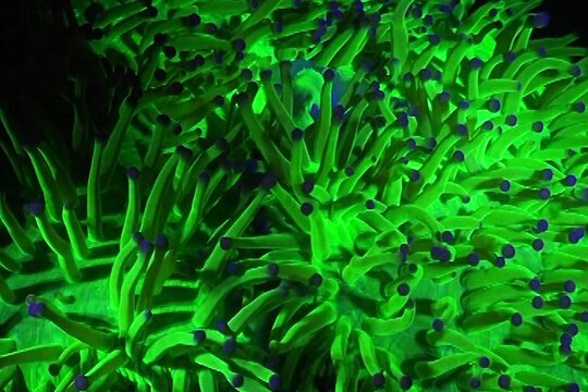 Fluorescent snorkeling with ultraviolet flashlights — billede 2