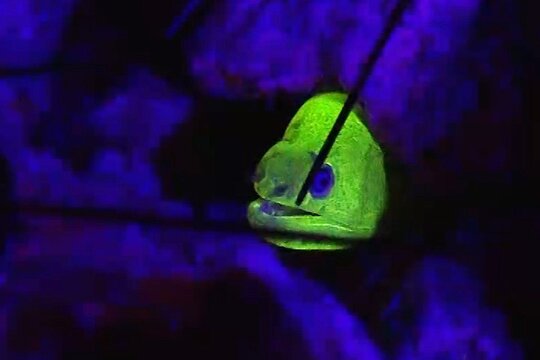 Fluorescent snorkeling with ultraviolet flashlights — billede 3