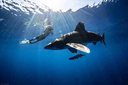 Open Water Shark Dive — photograph 3