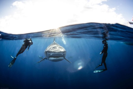 Open Water Shark Dive — photograph 4