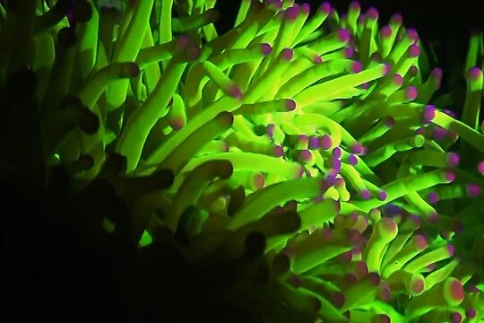 Fluorescent snorkeling with ultraviolet flashlights — billede 5