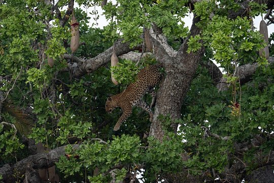 6 Days Private Safari Tour — photograph 4