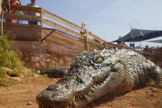 Agadir Crocodile Park Adventure — photograph 5