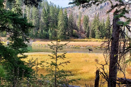 Yellowstone Wildlife Tour — Foto 2