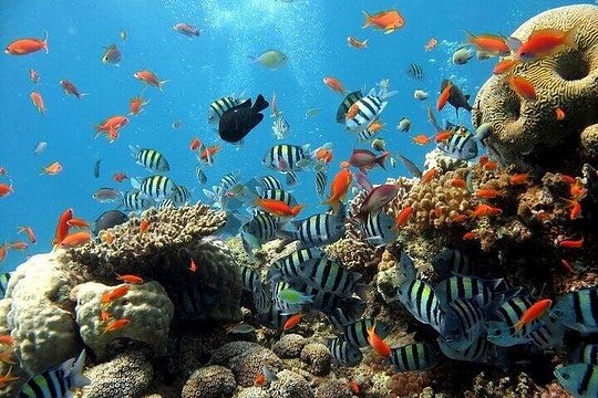 Semi Submarine Hurghada — photograph 2