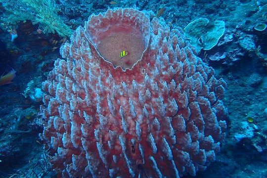 Full Day Experience Fun Dive in Tulamben — photograph 5