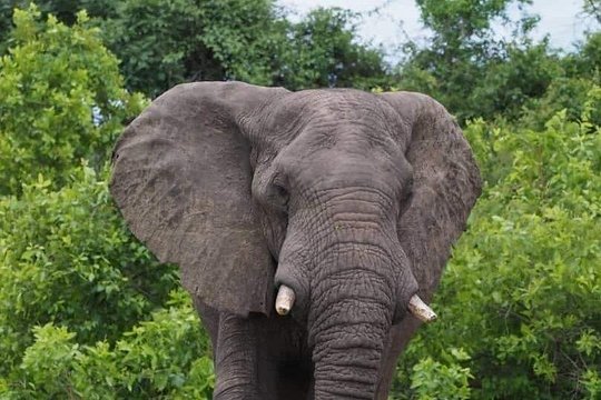 Chobe Day Trip — billede 2