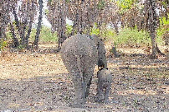 Flying safari from Zanzibar — photograph 3