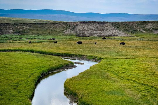 Private Yellowstone Highlights Tour — photograph 2