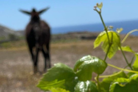 Private Wine Tour in Santorini — photograph 2