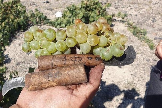 Private Wine Tour in Santorini — photograph 3