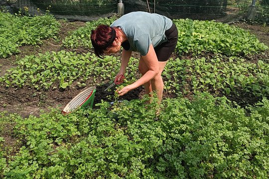 Exploring organic farm & Vietnamese Culinary with Master chef — photograph 3