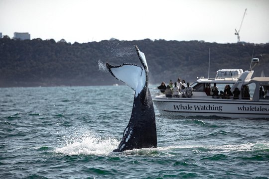 Private Luxury Intimate Whale Watching — photograph 5